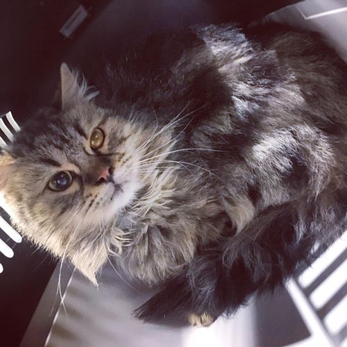 A L Adoption